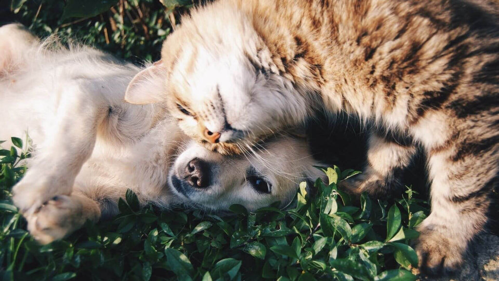 Dog and Cat cuddling on grass - How CBD Can Help Your Pet Have a Happy New Year!