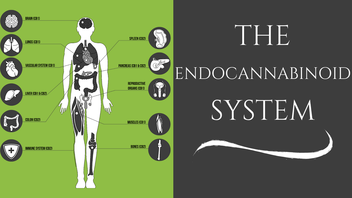 The Endocannabinoid System | CBD Emporium