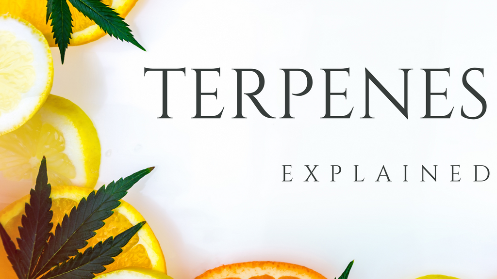 Terpenes Explained